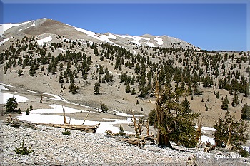 Blick auf Patriarch Grove